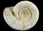 Perisphinctes Ammonite - Jurassic #68181-1